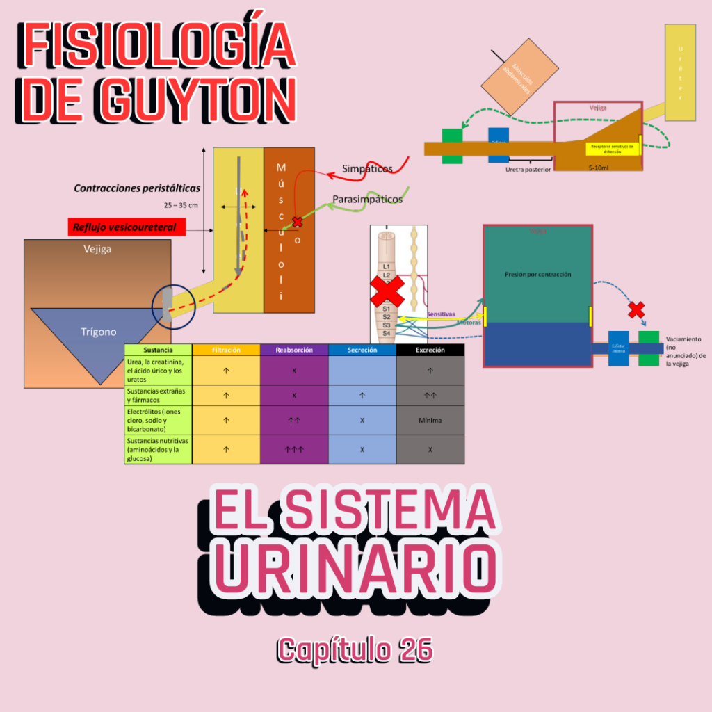 PRESENTACIÓN COMPLETA l Fisiología de Guyton l CAP 26 El sistema