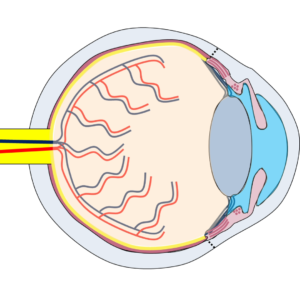 Fisiología del ojo