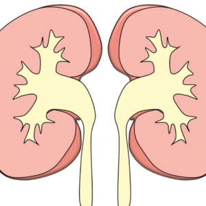 Fisiología renal