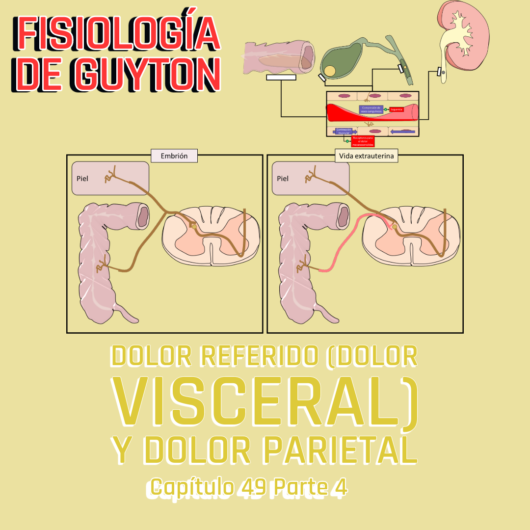 PRESENTACIÓN COMPLETA l Fisiología de Guyton l CAP 49 PT 4: Dolor referido (dolor visceral) y dolor parietal