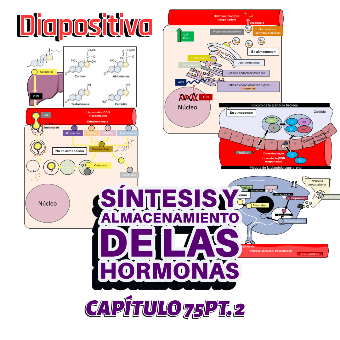 PRESENTACIÓN COMPLETA l Fisiología de Guyton l CAP 75 PT 2: Síntesis y almacenamiento de las hormonas