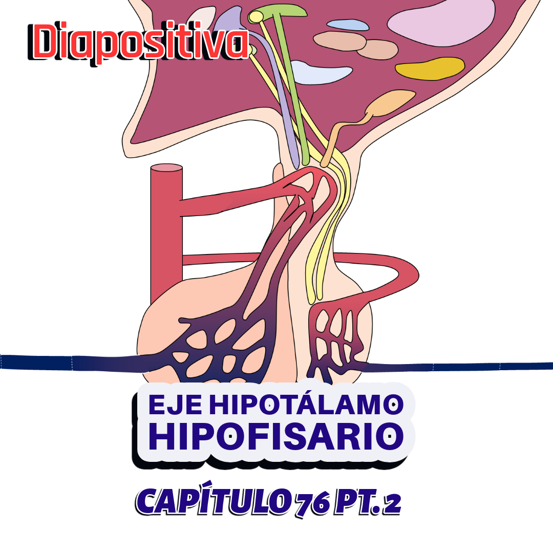 PRESENTACIÓN COMPLETA l Fisiología de Guyton l CAP 76 PT 2: Eje hipotálamo hipofisario