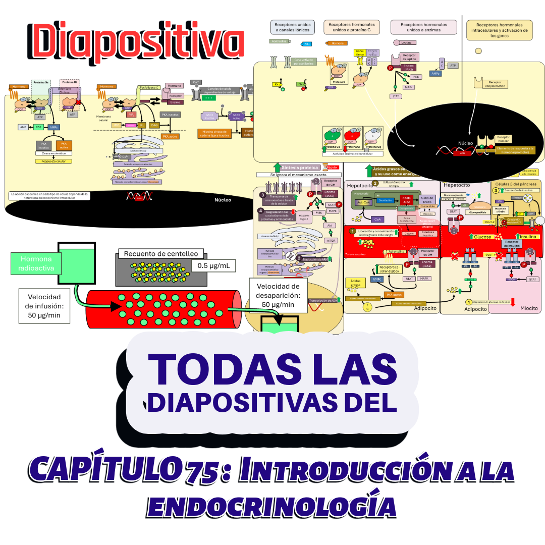 PRESENTACIONES COMPLETAS l Fisiología de Guyton l TODO el capítulo 75 l Introducción a la endocrinología