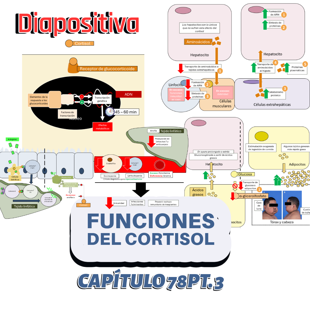 PRESENTACIÓN COMPLETA l Fisiología de Guyton l CAP 78 PT 3: Funciones del cortisol