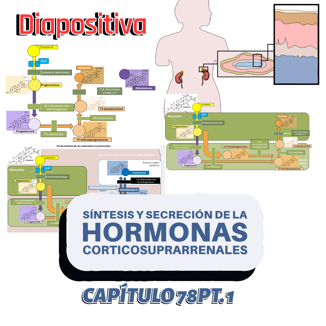PRESENTACIÓN COMPLETA l Fisiología de Guyton l CAP 78 PT 1: Síntesis y secrección de hormonas corticosuprarrenales