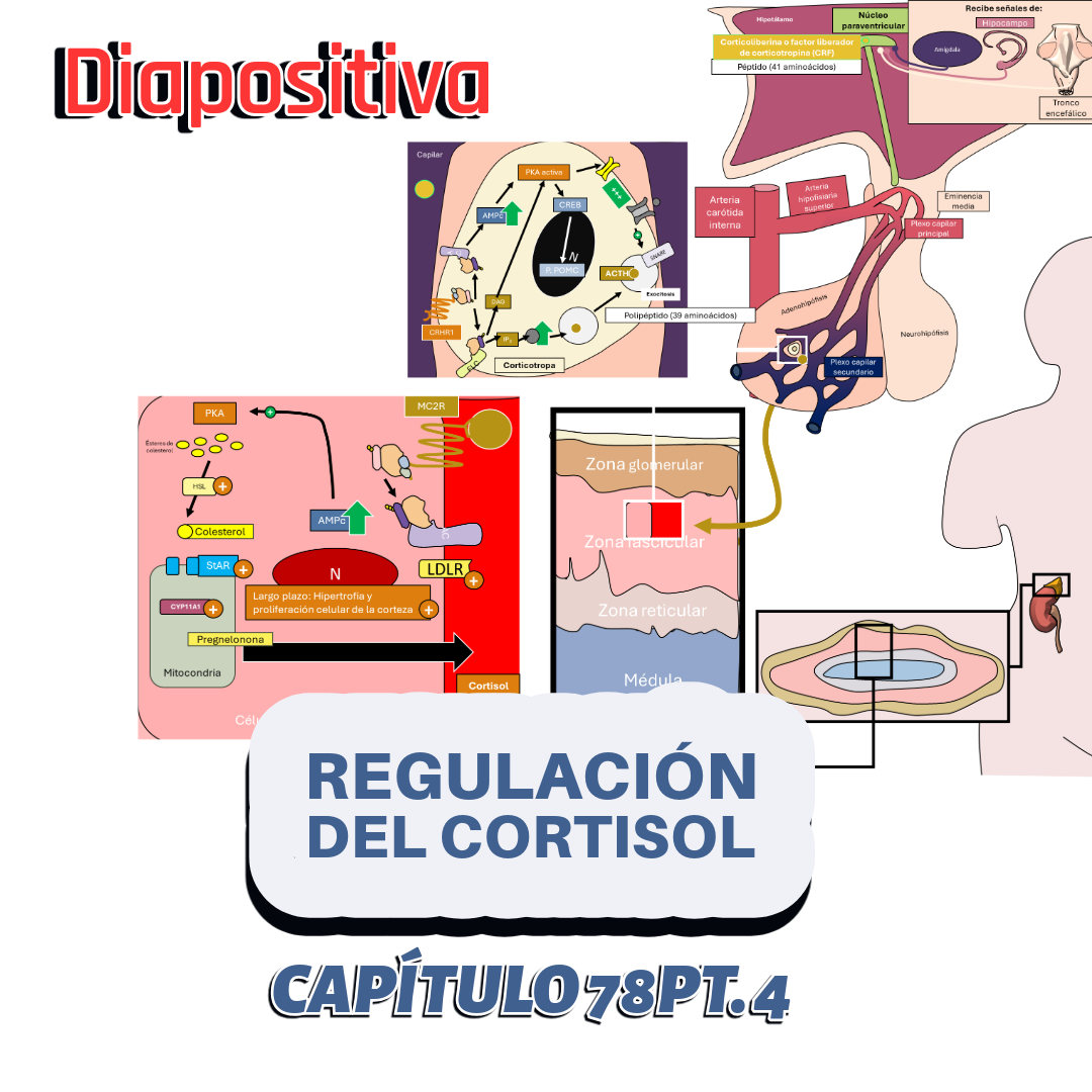 PRESENTACIÓN COMPLETA l Fisiología de Guyton l CAP 78 PT 4: Regulación del cortisol