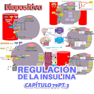 PRESENTACIÓN COMPLETA l Fisiología de Guyton l CAP 79 PT 3: Regulación de la insulina