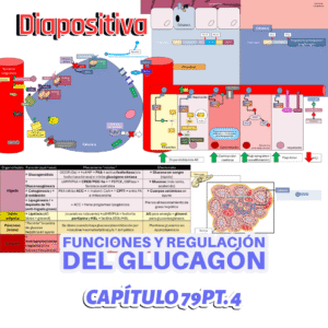 PRESENTACIÓN COMPLETA l Fisiología de Guyton l CAP 79 PT 4: Funciones y regulación del glucagón