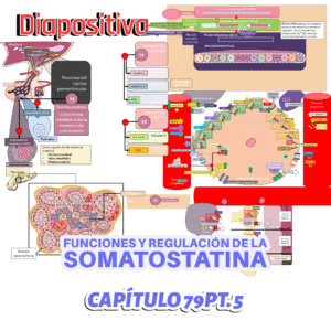PRESENTACIÓN COMPLETA l Fisiología de Guyton l CAP 79 PT 5: Funciones y regulación de la somatostatina