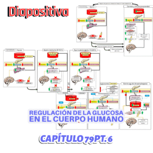 PRESENTACIÓN COMPLETA l Fisiología de Guyton l CAP 79 PT 6: Regulación de la glucosa en el cuerpo humano